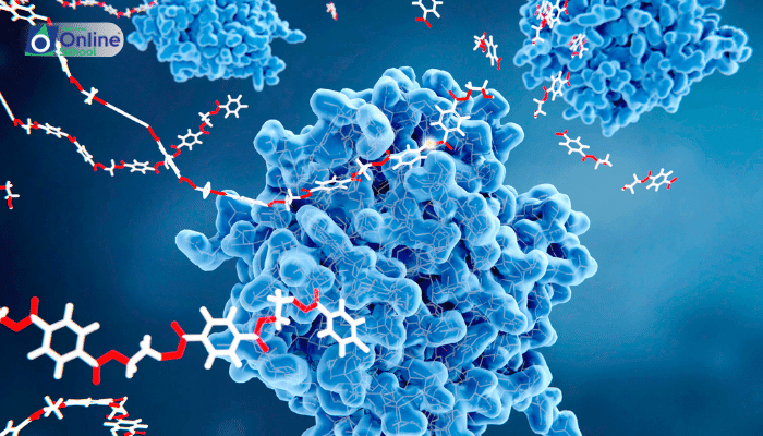 Lesson 05: The Specificity of Enzymes: A Study of Shape and Function